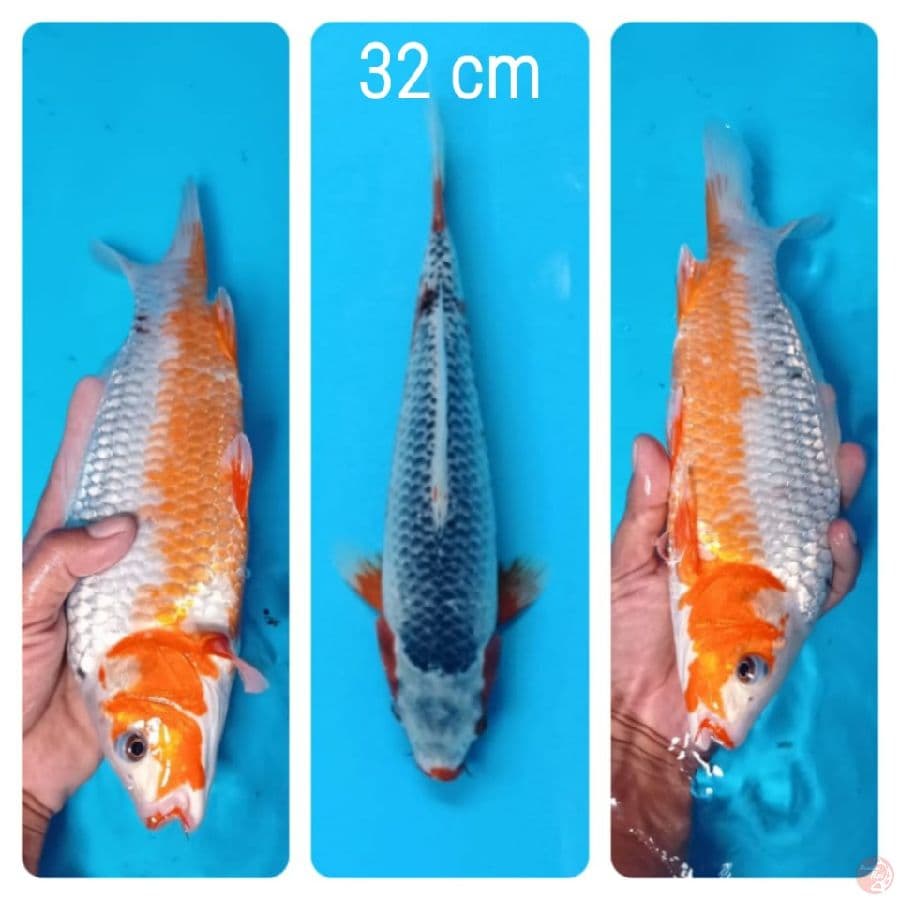 asagi 32 cm