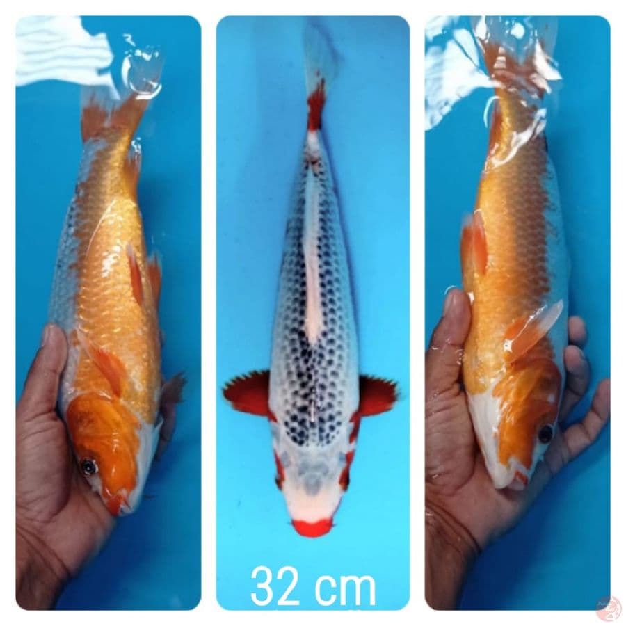 asagi 32 cm