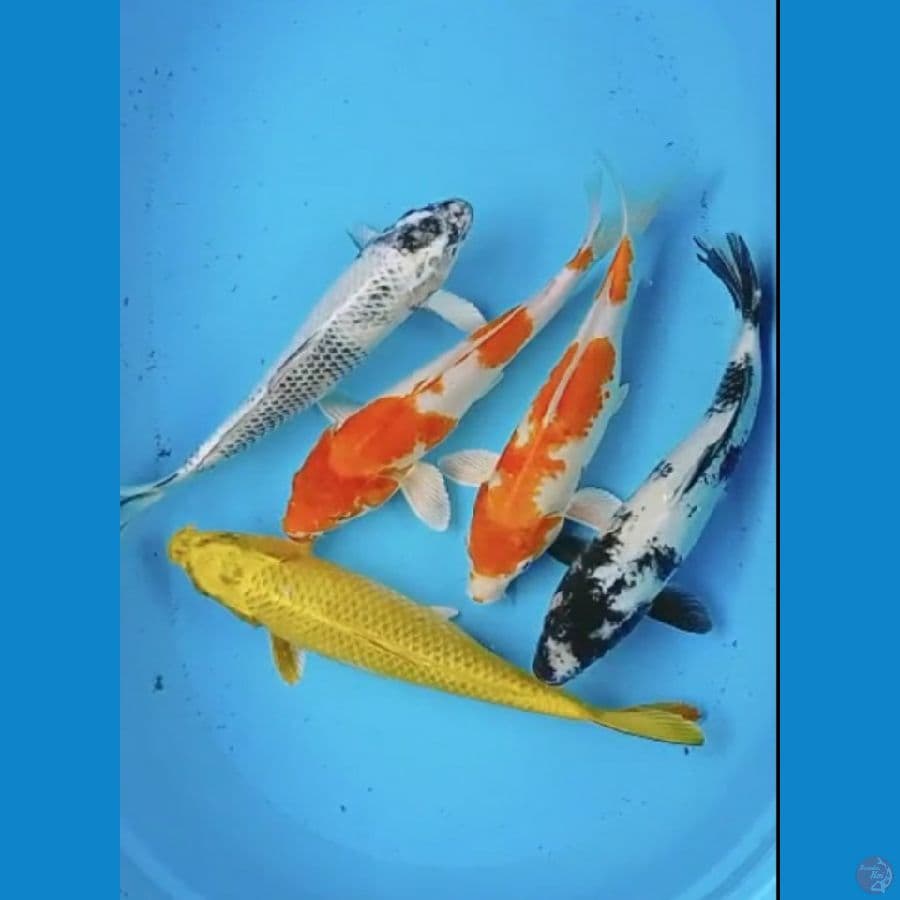 Mix 31-33 cm