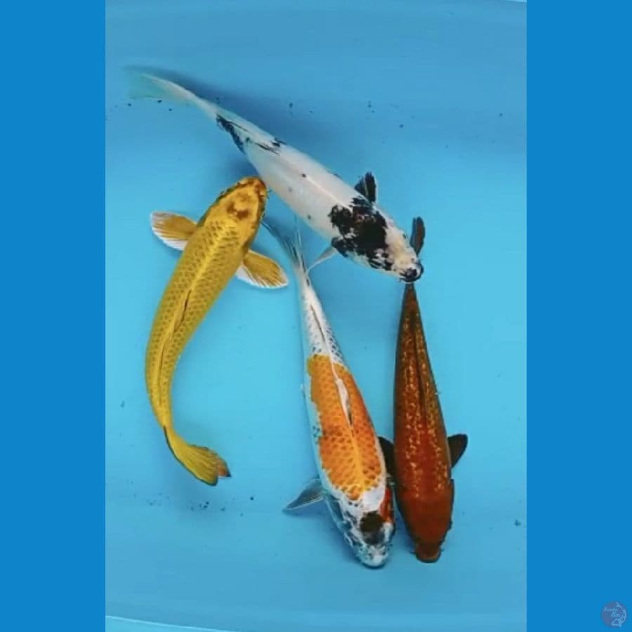 Mix 28-29 cm