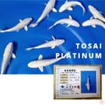 TOSAI PLATINUM MARUJYU