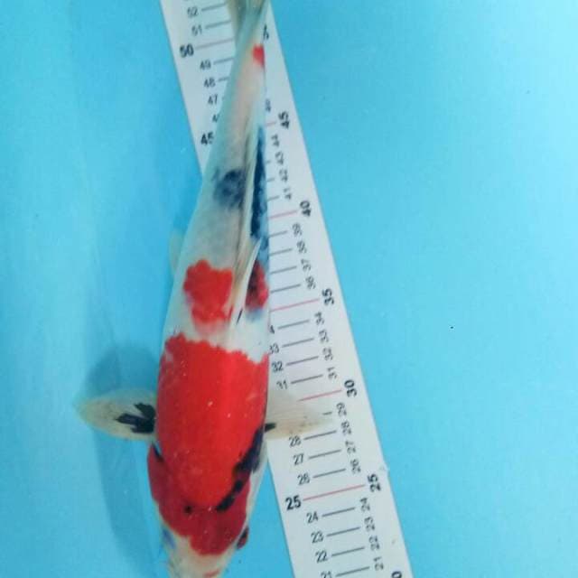 Showa 34 cm