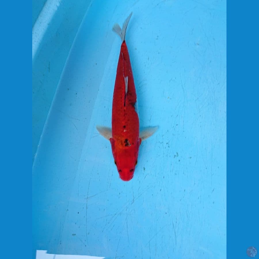 GHOSIKI 30 cm