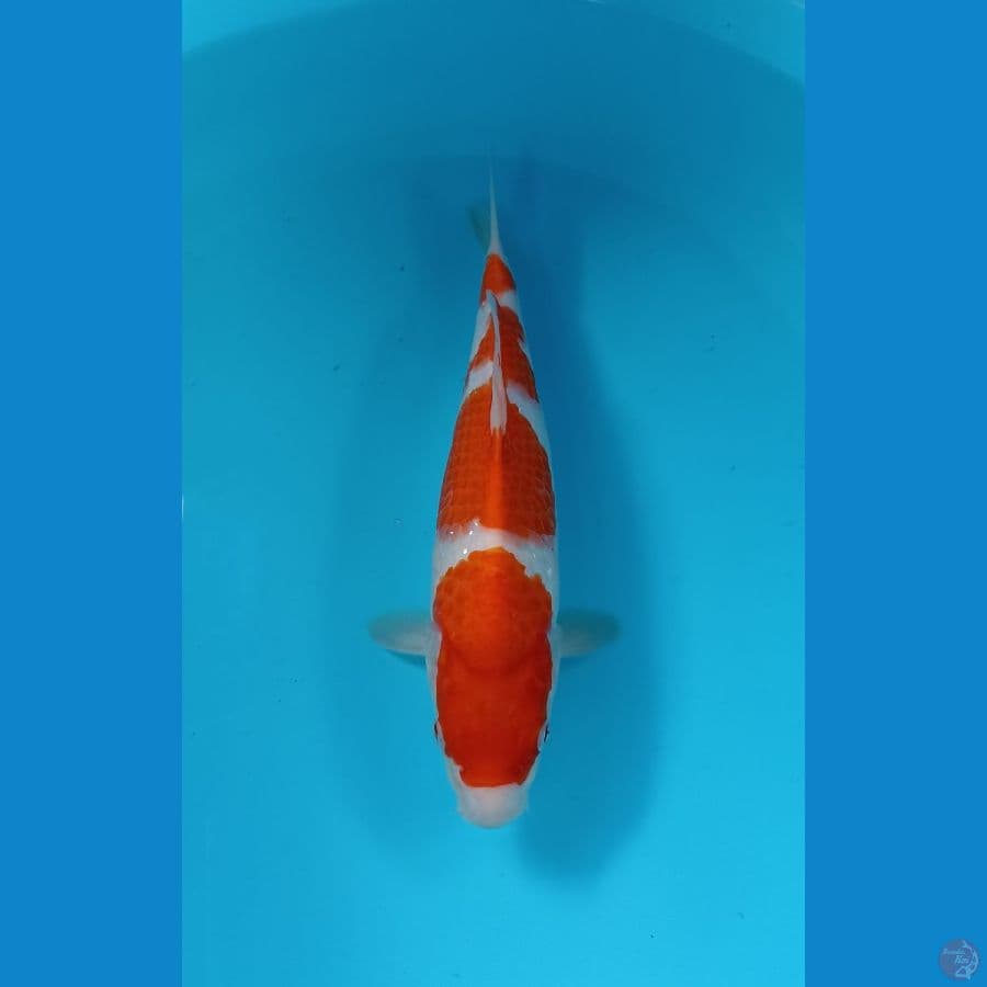 kohaku 30cm