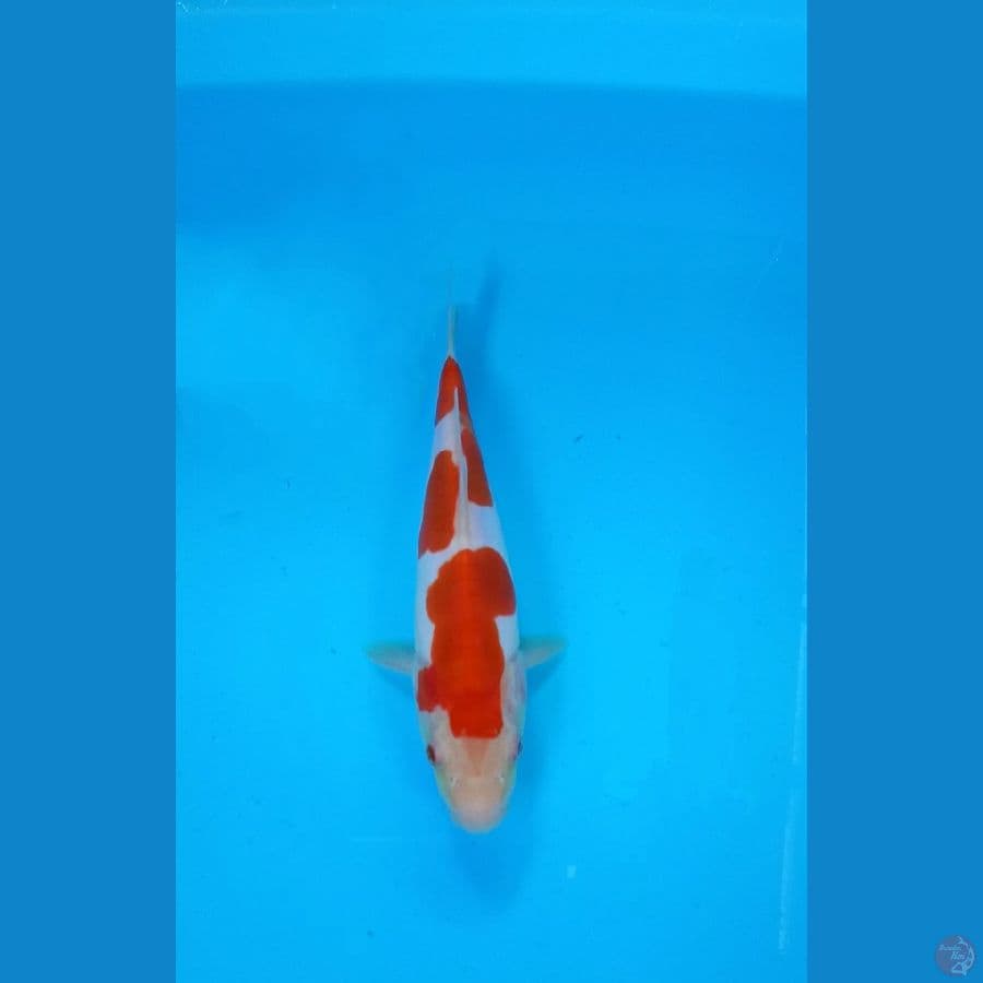kohaku doit 23cm