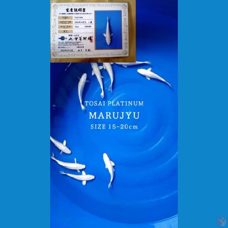 Platinum Marujyu 15-20cm/1 Ekor