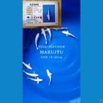 Platinum Marujyu 15-20cm/1 Ekor