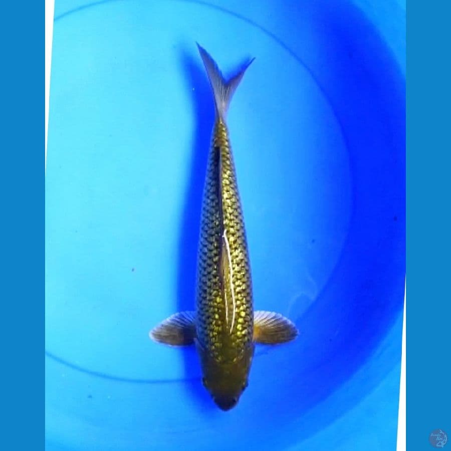 Midori ginrin punuk 32 cm
