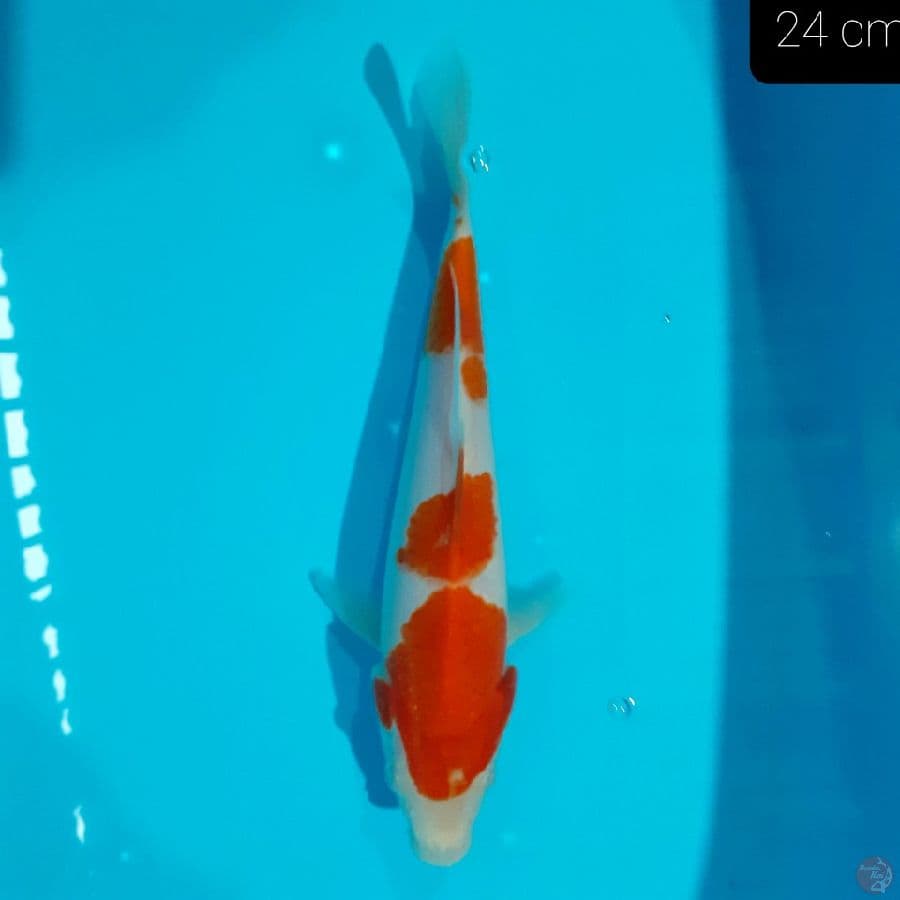Kohaku 24 cm