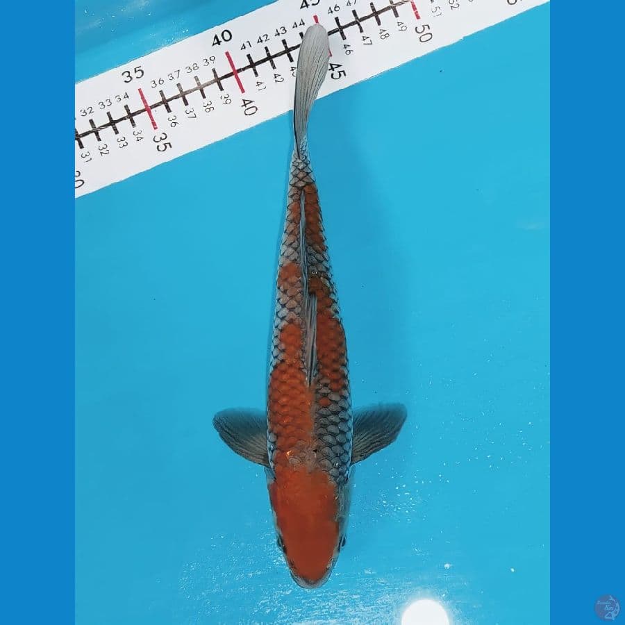 ochiba 28cm