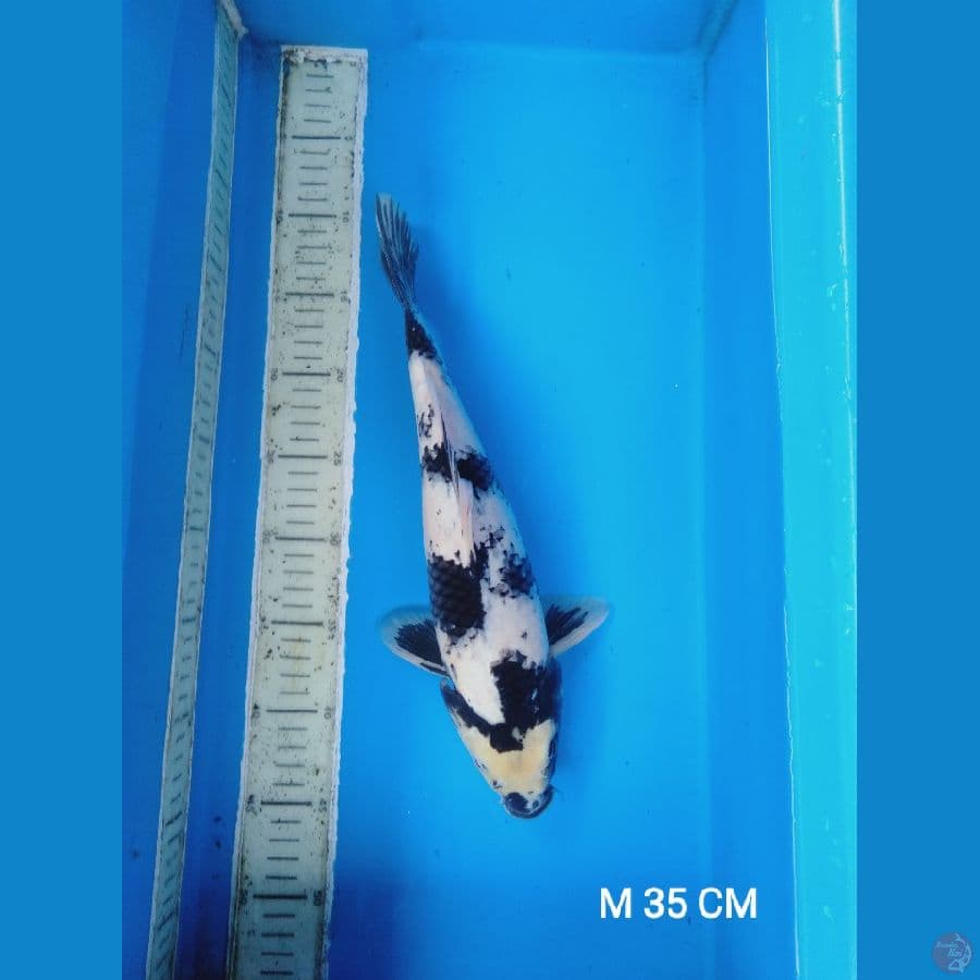 35cm male