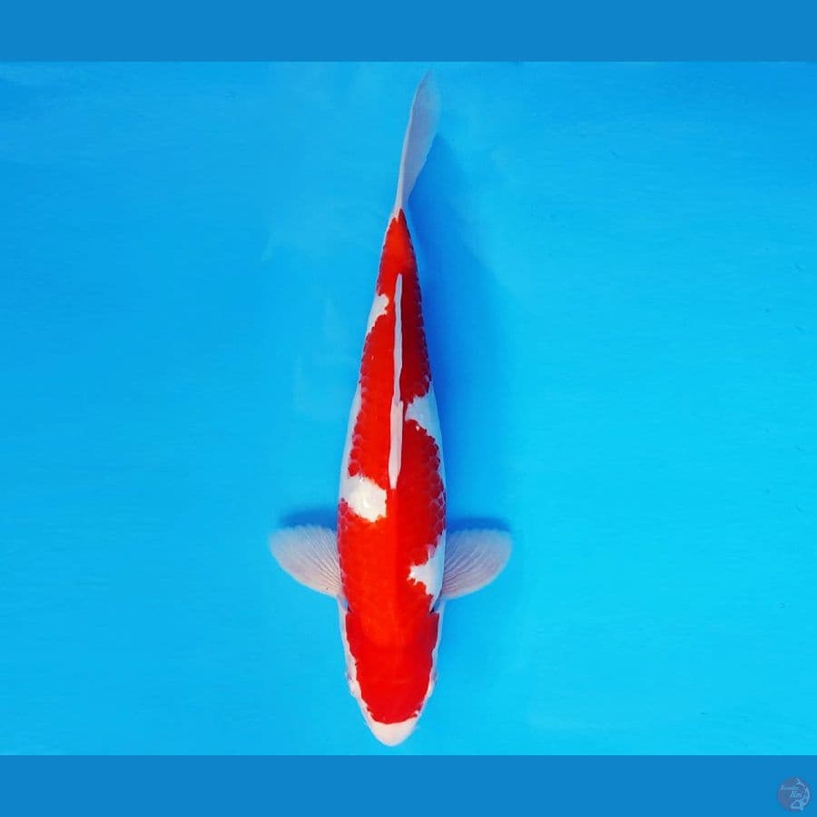ATAKA 1 - INAZUMA KOHAKU 33 cm/male ®