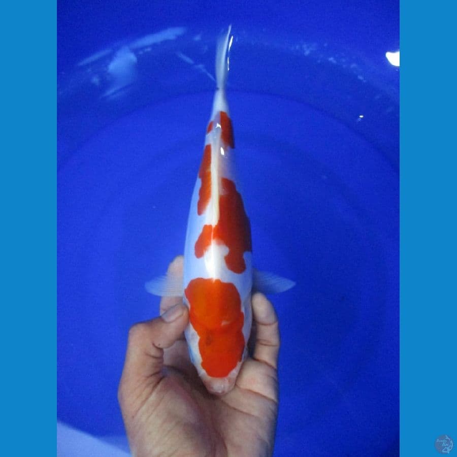 MKC KOI GRUB