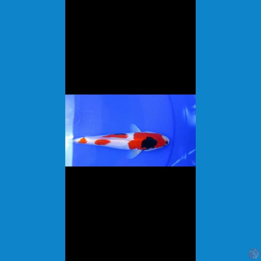 MKC KOI GRUB