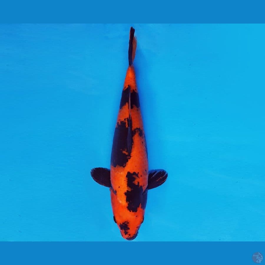 ATAKA 8 - HI UTSURI 36 cm/fm ®