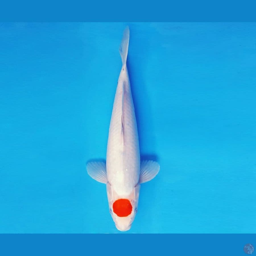 ATAKA 10 - TANCHO SANKE 39 cm/fm ®