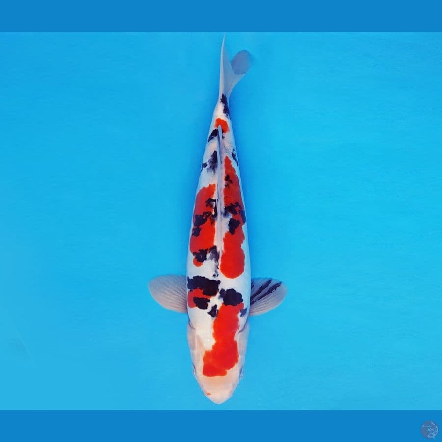 ATAKA 12 - SANKE DOITSU 33 cm/male ®
