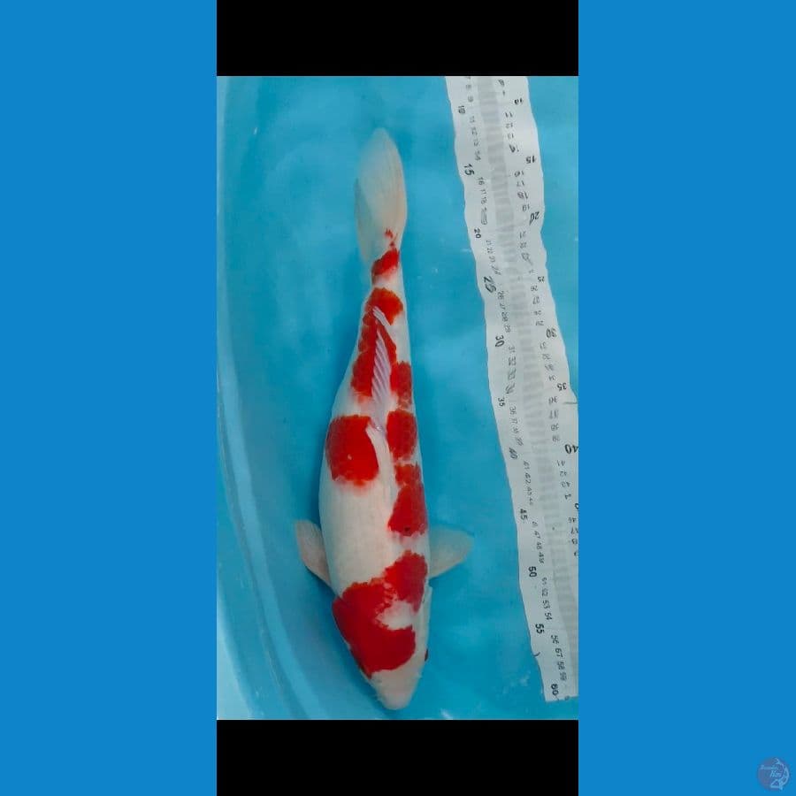 kohaku body rudal