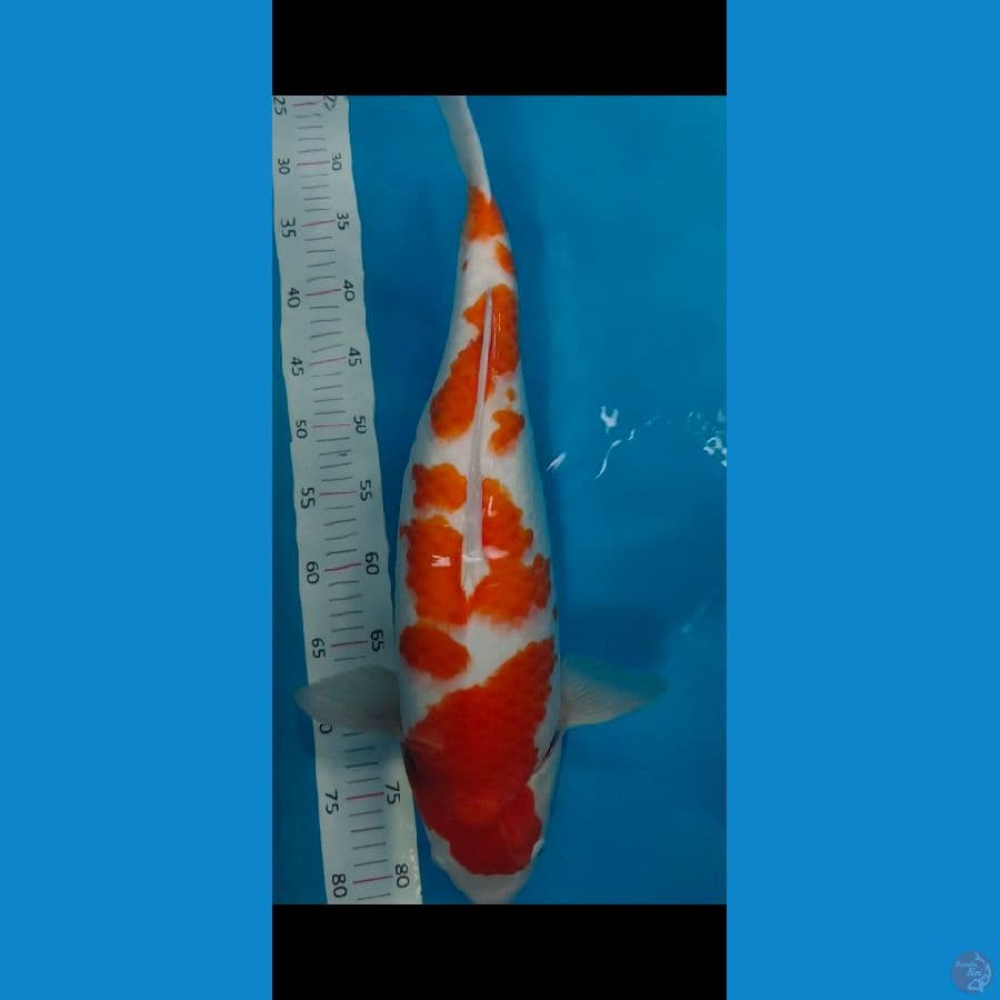 kohaku 54cm body bulky