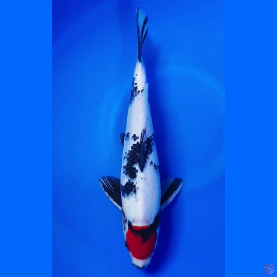 Tanco Showa 33cm