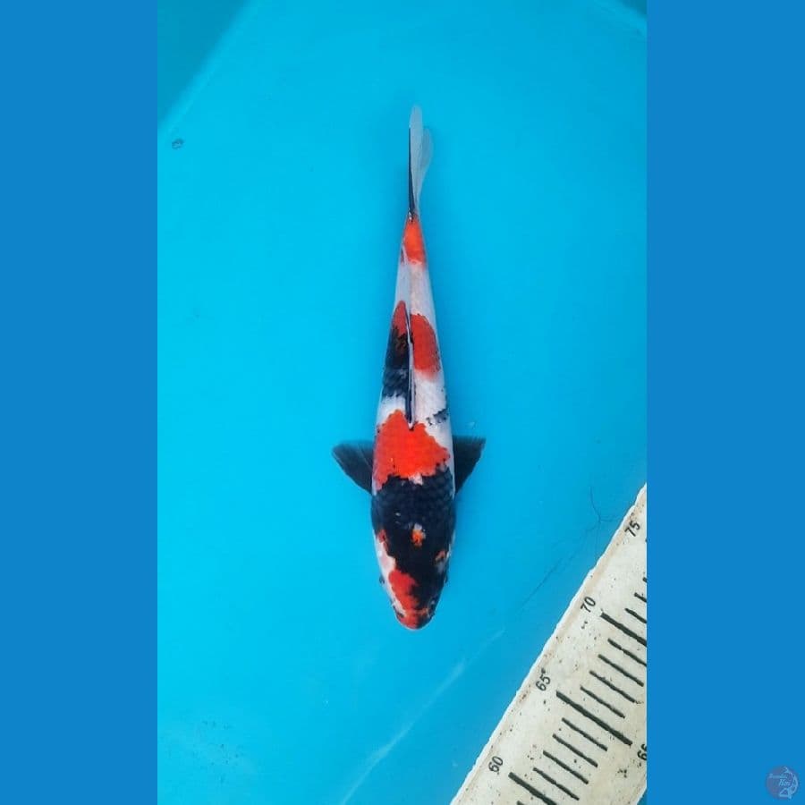 30cm Showa Male