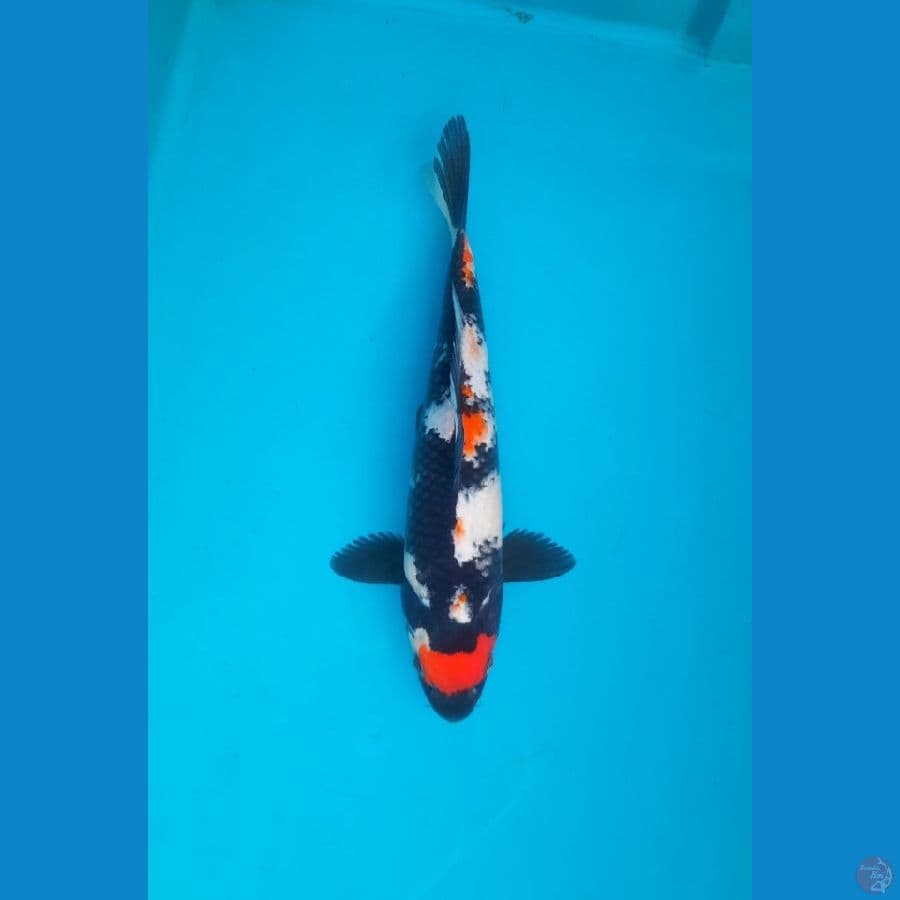 29cm Maruten Showa Male