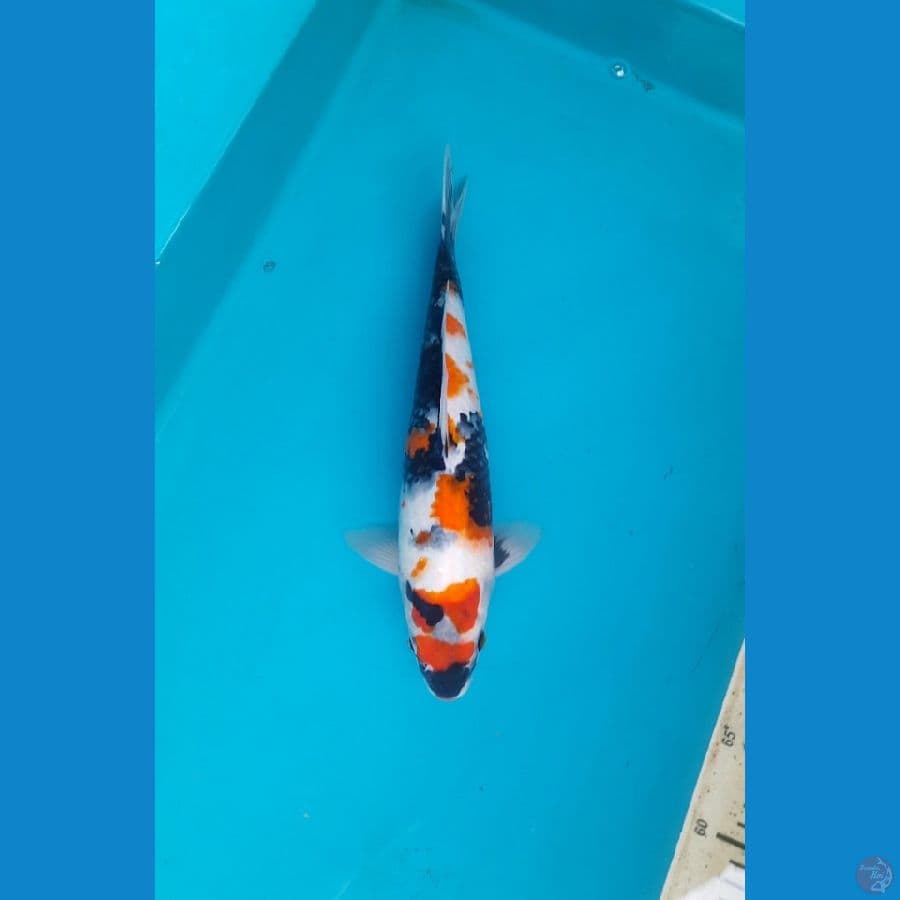 32cm Sakura Showa Female