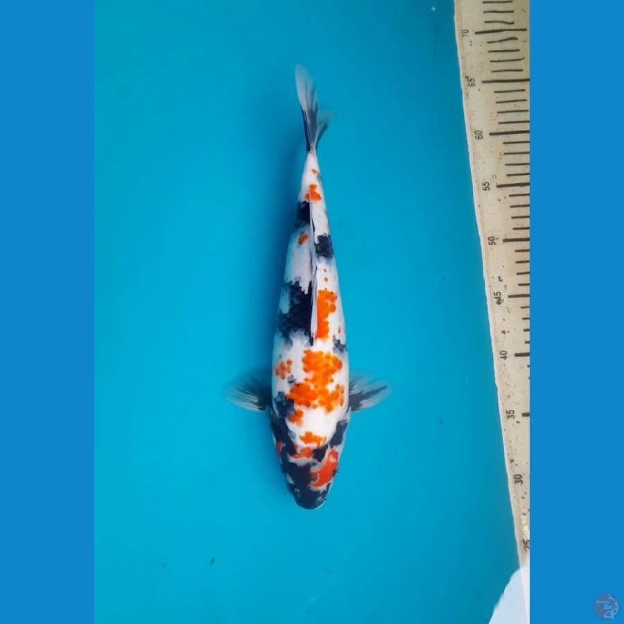 34,5cm Kanoko showa female