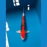 benikumon 27cm/male
