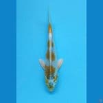 KIRIN 22cm