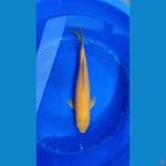 jumbo karasi mata merah betina 50 Cm