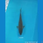 SORAGOI CALON JUMBO 33cm