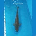 SORAGOI JUMBO 45cm