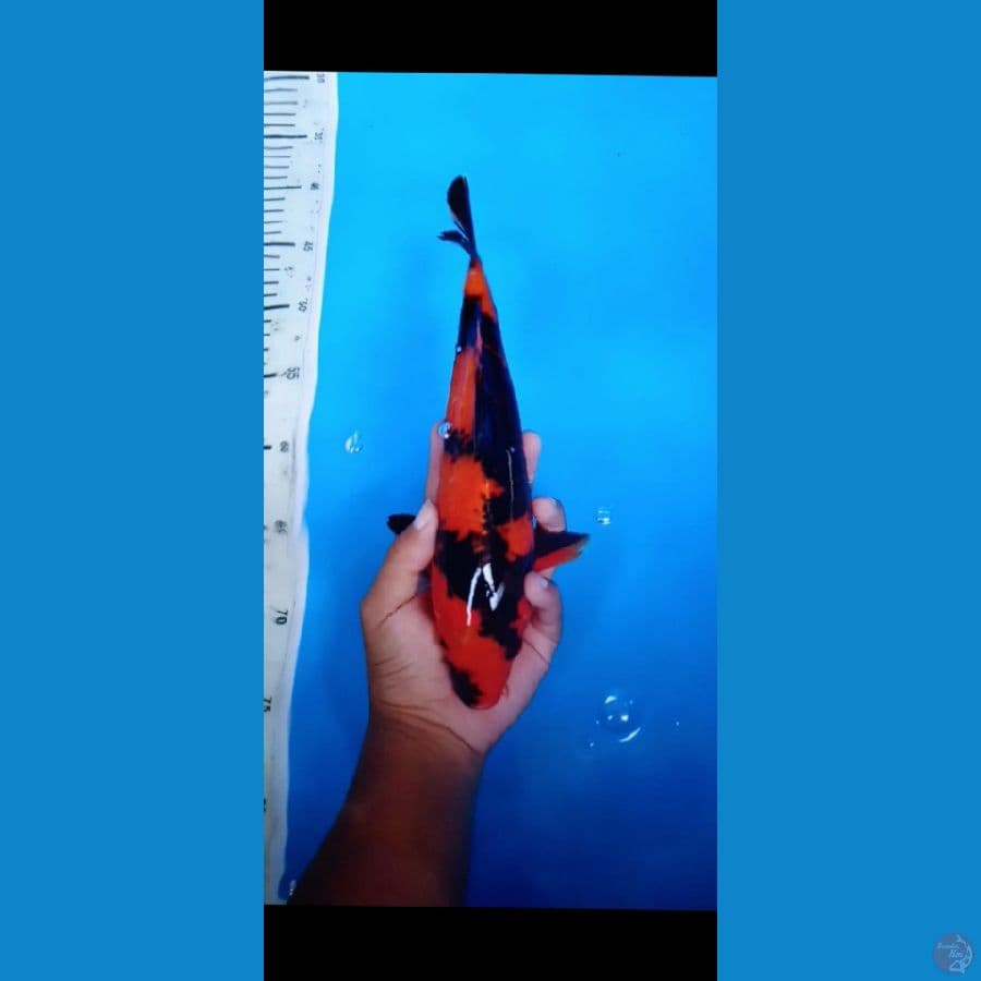Hiutsuri merah tembus perut . 28cm