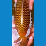 Chagoi Good Ring, Breed Khusnul, 51cm, Male