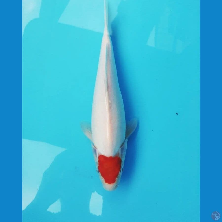 Tancho Kohaku Body joss