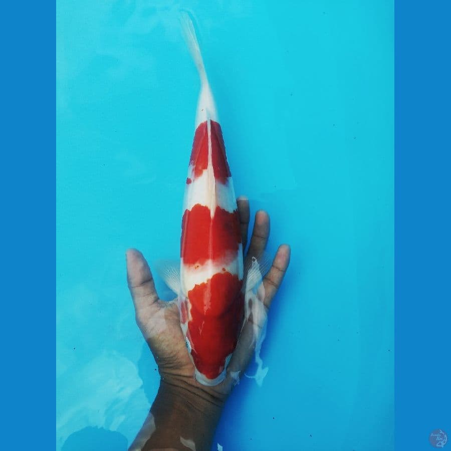 Kohaku 3 step