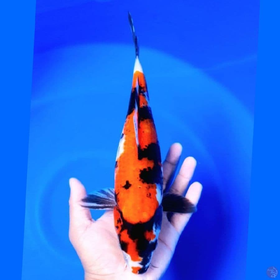 Kindai Showa 31cm