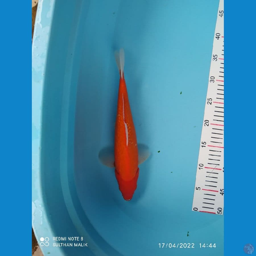 akahajro ginrin 33cm mele