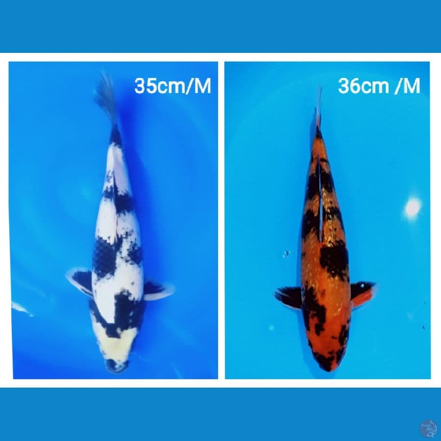 35,36cm (male)