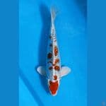 King Kujaku, Male, 37cm