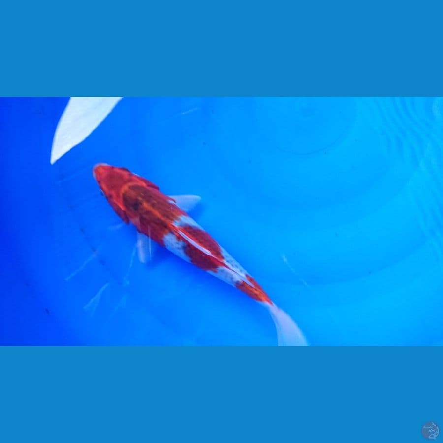 goshiki red strong 27cm