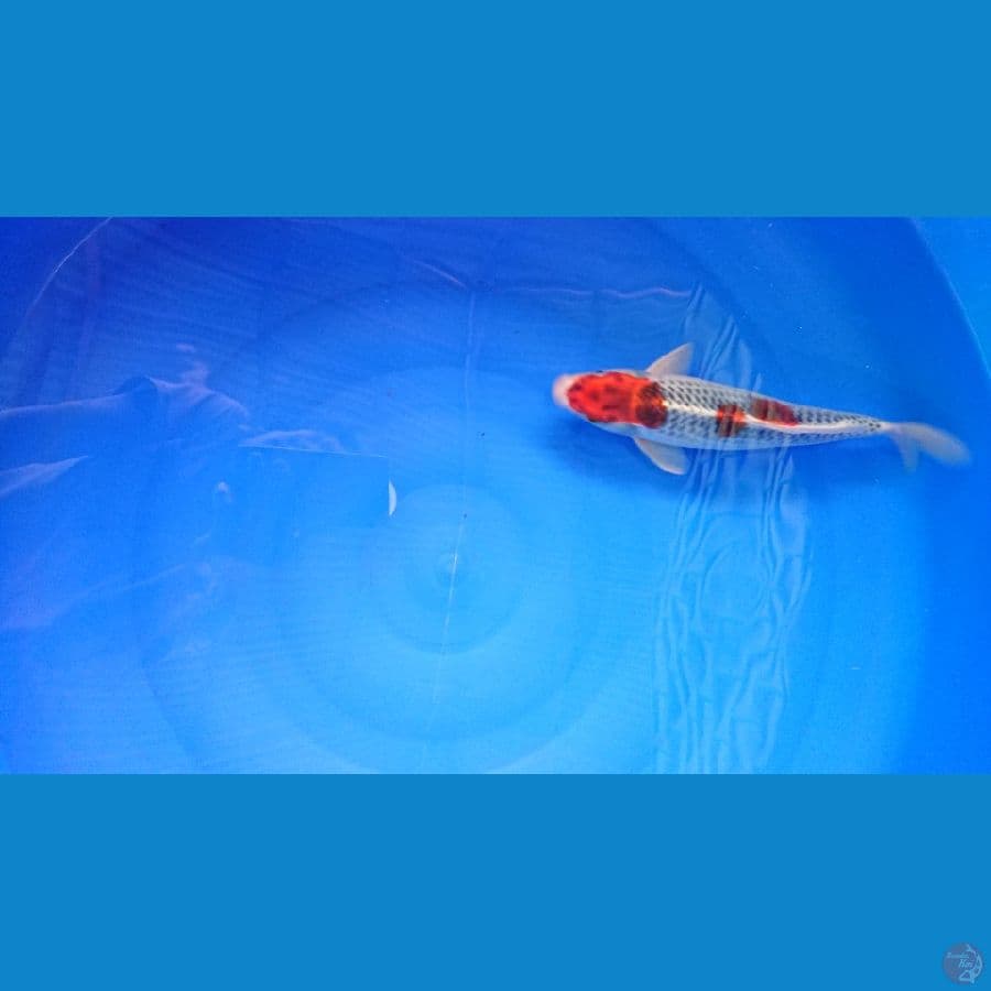 goshiki 27cm