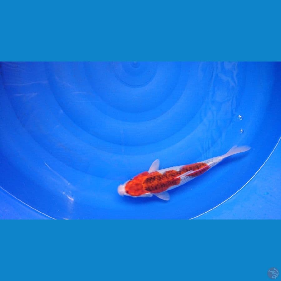 goshiki racing 30 cm
