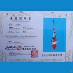 Sanke 26cm Sakai