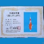 Kohaku 23cm Taniguchi