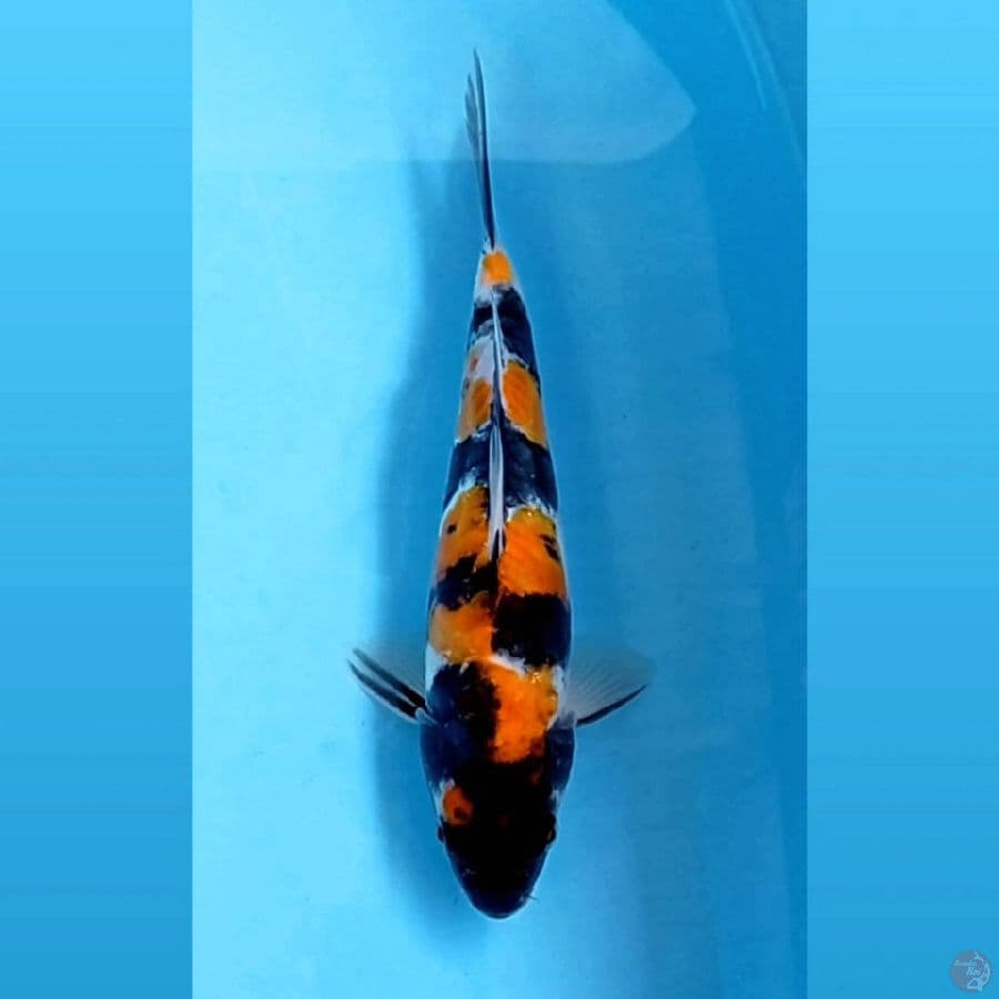 showa doitsu, 23 cm