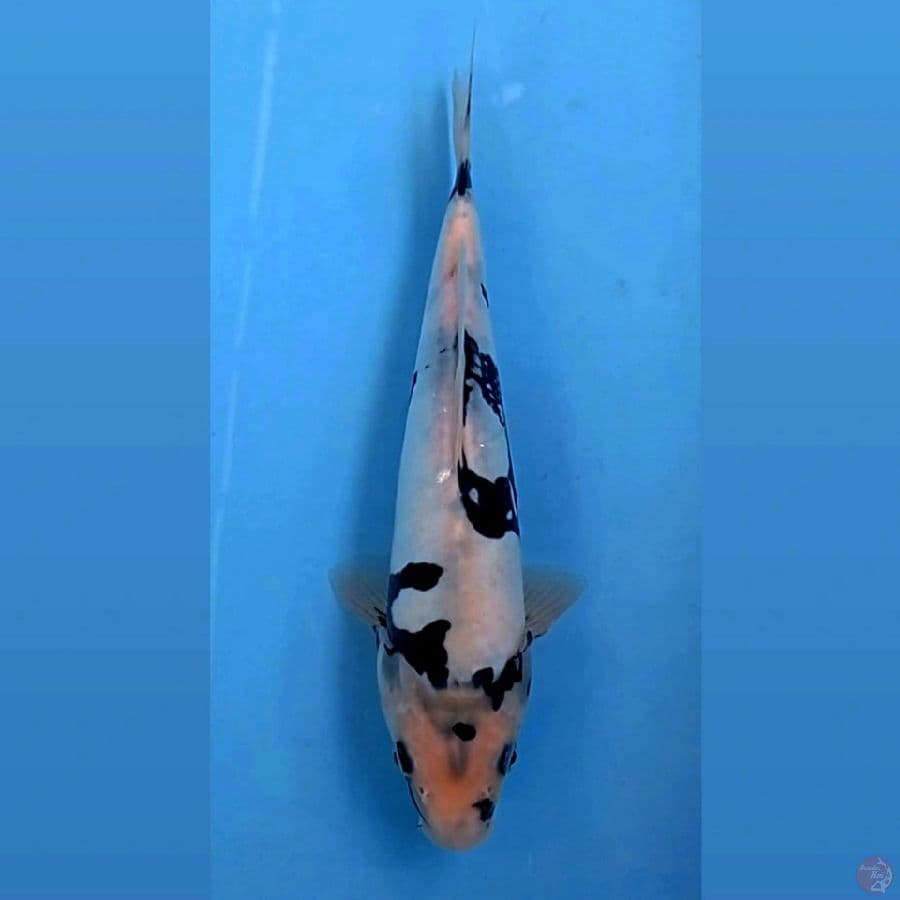 shiro doitsu murni, 26 cm