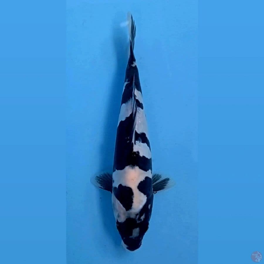 shiro doitsu murni, 25 cm