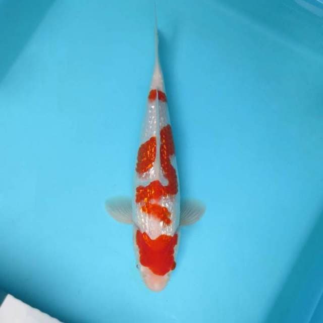 HANA 2 - KOHAKU GIN RIN